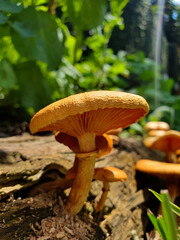 In the backyard of the house, several yellowish mushrooms, inedible fungi, grow among the old, rotten wood thrown on the ground, standing out against the green leaves illuminated by the sunlight