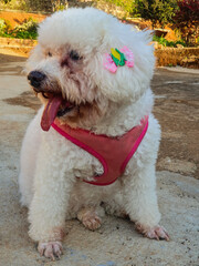 White-haired poodle dog, wearing a pink collar and bow, mouth open, tongue hanging out, fur stained by acid tears, chromodacryorrhea, black snout, sitting on the cement floor, paws with trimmed nails.