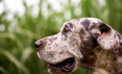 Nature, thinking or dog in grass for adventure, playing or healthy outdoor animal on farm. Countryside, search or Great Dane with tongue for pet care, growth or explore plantation for sustainability