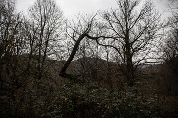 Landscape with beautiful fog in forest on hill or Trail through a mysterious winter forest with autumn leaves on the ground. Road through a winter forest. Magical atmosphere. Azerbaijan nature
