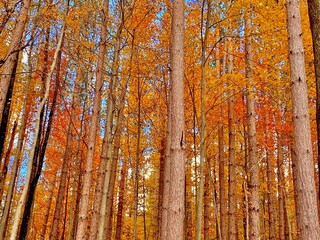 Obraz premium Autumn orange forest 
