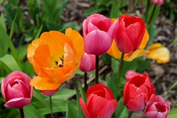 Colorful gardens in the spring.
