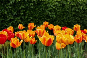 Colorful gardens in the spring.
