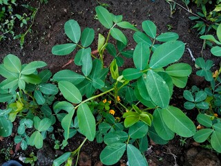 peanut plant in the garden