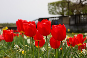 Colorful gardens in the spring.