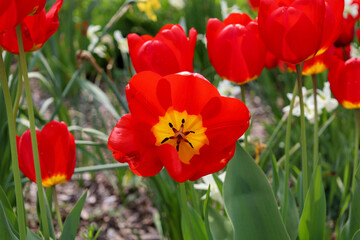 Fototapeta premium Colorful gardens in the spring.