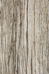 Unusual, bizarre and unique texture of the bark of the evergreen pyramidal caparis. Background, structure and texture of the bark of an interesting and unique tree close-up.