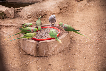 A lively group of parakeets gathered around a feeding bowl, showcasing vibrant green and red plumage
