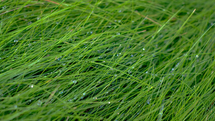 The grass is wet and green, with droplets of water on the blades. The grass is lush and vibrant, with a fresh, dewy appearance.