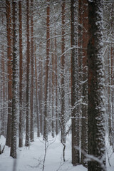 Wintery snow-covered forest