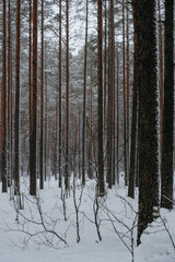 Fototapeta premium Wintery snow-covered forest
