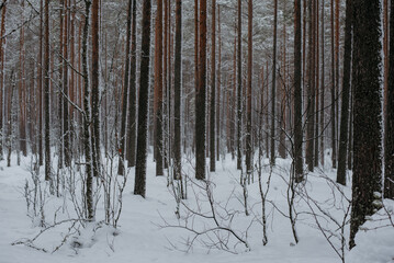 Fototapeta premium Wintery snow-covered forest