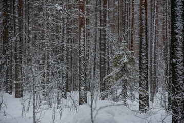 Wintery snow-covered forest