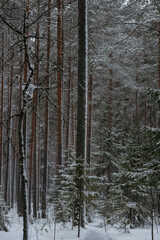 Wintery snow-covered forest