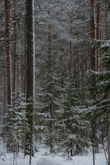 Fototapeta premium Wintery snow-covered forest