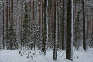 Wintery snow-covered forest