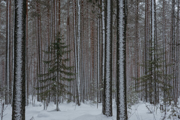 Wintery snow-covered forest