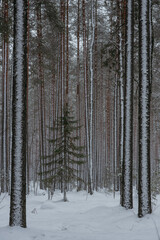 Fototapeta premium Wintery snow-covered forest