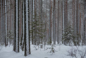 Fototapeta premium Wintery snow-covered forest