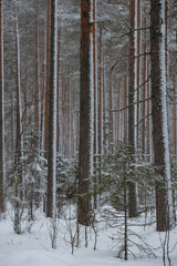 Fototapeta premium Wintery snow-covered forest