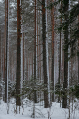 Fototapeta premium Wintery snow-covered forest