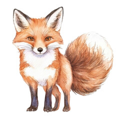 Obraz premium Watercolor illustration of a cute red fox with fluffy tail and playful expression isolated png