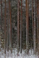 Wintery snow-covered forest