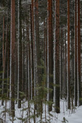 Wintery snow-covered forest