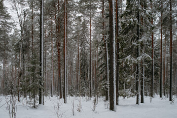 Wintery snow-covered forest