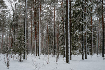 Fototapeta premium Wintery snow-covered forest