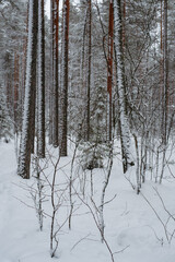 Wintery snow-covered forest