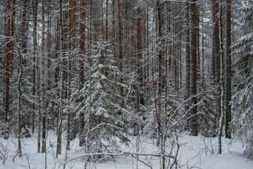 Wintery snow-covered forest
