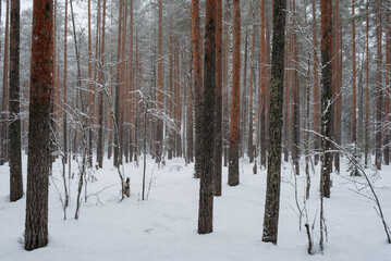 Wintery snow-covered forest