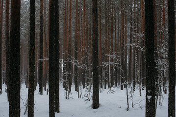 Wintery snow-covered forest