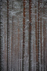 Fototapeta premium Wintery snow-covered forest