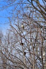 Birds in a Tree