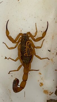 Yellow Scorpion  Tityus with Offspring on Its Back