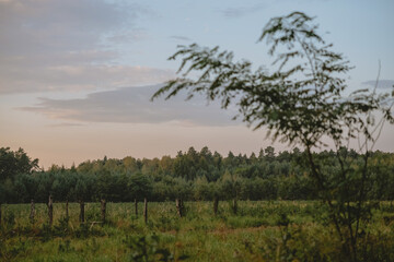Road in the forest, Polish forest, fresh air