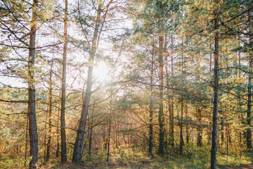 Relaxing in the woods, sunny day, green surroundings