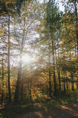 Road in the forest, Polish forest, fresh air