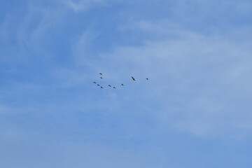 Fototapeta premium Flock of Geese in a Blue Sky