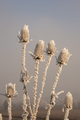  Frozen white plants against the sky
Close-up of frost-covered wildflowers against a soft blue sky, capturing the essence of winter’s beauty.