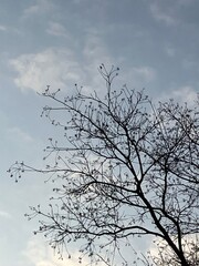 冬空と枝と雲