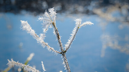 Frosted plant on a background of blue sky in winter.