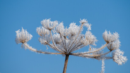 Frosted plant on a background of blue sky in winter.