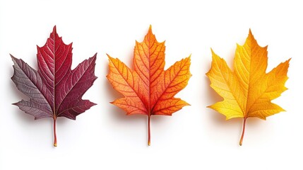 Colorful autumn leaves displaying vibrant red, orange, and yellow hues on white background