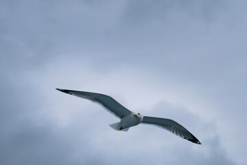 Seagull in Flight Against a Cloudy Sky