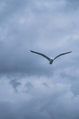 Seagull in Flight Against a Cloudy Sky