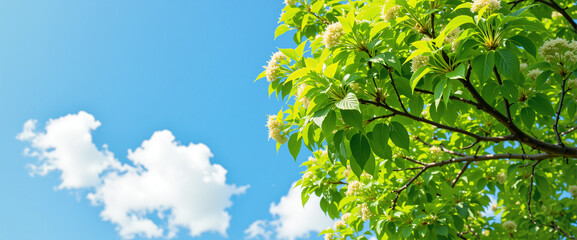 Fototapeta premium Budding Trees with Fresh Green Leaves Under Clear Blue Sky