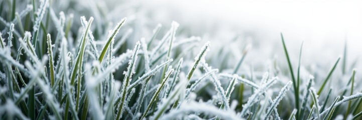 Frost-covered grass in a serene winter mood representing tranquility against a soft blurred background